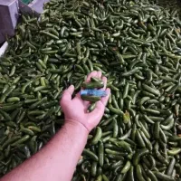 پخش شورینه خیارشورحلب سوپر مخصوص  انواع زیتون