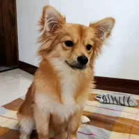 یک سگ پاکوتاه پیدا کردم