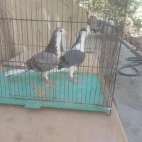 دمگیر بدرنگ