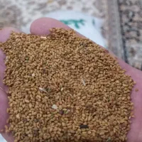بذریونجه همدانی