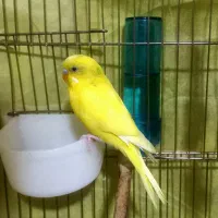 مرغ عشق با قفس کامل