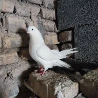 کفتر|پرنده|شازند, |دیوار