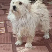 سگ پشمالو خونگی