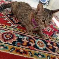 واگذاری گربه خانگی