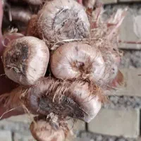 پیاز زعفران بدون خاک