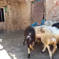 بره نر