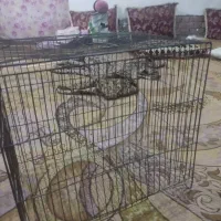 قفس