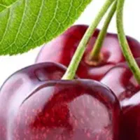 گیلاس تک دانه