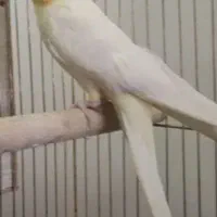 عروس هلندی نر