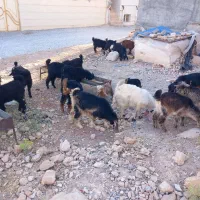 بزغاله نروماده