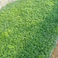 نشا گوجه