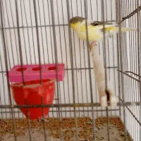 قناری گلاستر