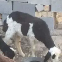 بره ماده