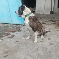 سگ خراسانی خط خونی درست