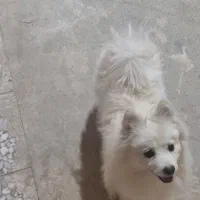 پامر ۱ ساله ماده باهوش و با تربیت