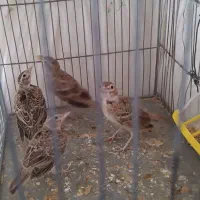 سهره خاکی