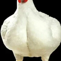 مرغ زنده گوشتی درجه ۱