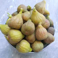 انجیر شیرین قندی