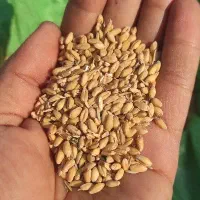 گندم طلایی امسال بدون حشره