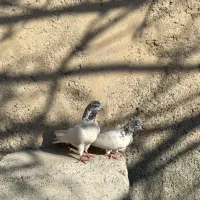 کبوتر کله برنجی