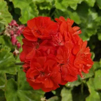 فروش گل شمعدونی