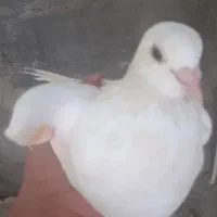 سلام من  کفتر  عالی دارم