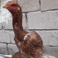 2عدد مرغ لاری افغان