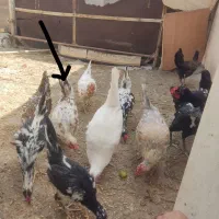 مرغ جوجه خروس گلین لری