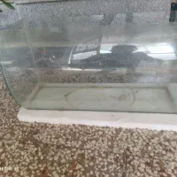 اکواریوم  و ماهی