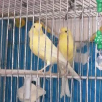 جوجه قناری نر وماده وقناری ماده سوپری