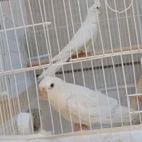 عروس هلندی جفت البینو