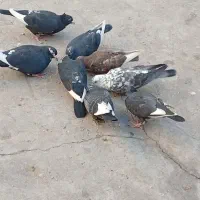 کفتر|پرنده|زرند, |دیوار