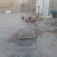 مرغ