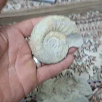 سنگ فصیل  هلزون