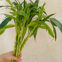 زامفولیا و آگلونما و پاندانوس وخزه اسپانیایی....