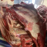قلوه گاه گوساله تازه