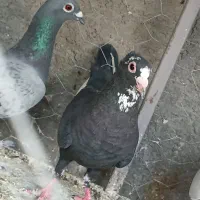 کفتر