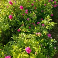 گل محمدی و گلاب