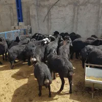 بره قوچ و بره ماده قره قزل اصل میاندواب