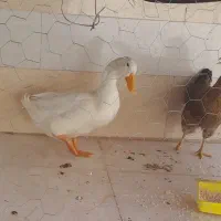 فروش اردک ماده