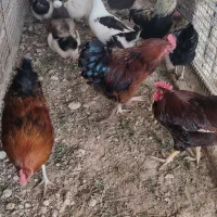 فروش خروس، اردک، بوقلمون و تخم نطفه دار