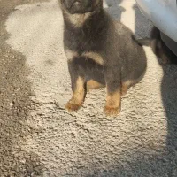 سگ ژرمن|سگ|باغستان, |دیوار