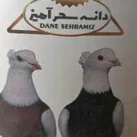 مینرال کبوتر