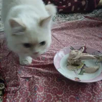 گربه|گربه|میانه, |دیوار