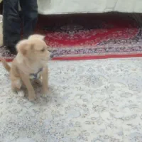 سگ معاوضه با گربه خارجی و فروشی