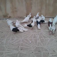 کبوتر نوک جم