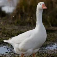 فروش غاز