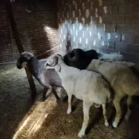 شیشک تخمی وچاق برای اربعین