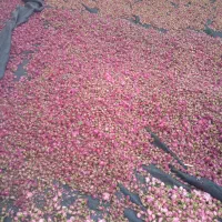 غنچه گل محمدی