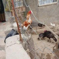 خروس لاری فروشی
